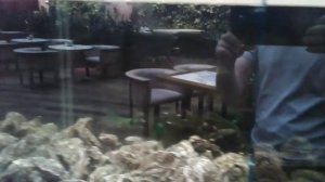 аквариум для ресторана