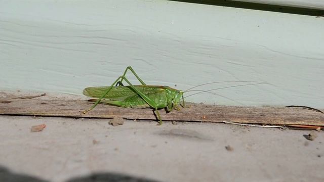 Large grasshopper hunts / Большой кузнечик охотится смотреть онлайн