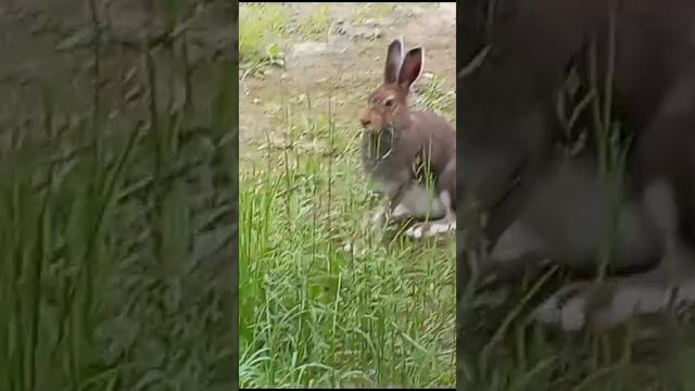 Заяц из леса пришел в гости на АЗС🐰