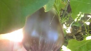 БАКЛАЖАНЫ  БЫЧИЙ ЛОБ