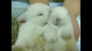 кролик прикол