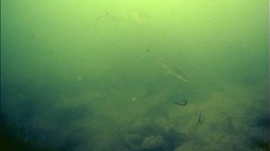 РЫБАЛКА НА АНГАРЕ ХАРИУС ИДЕТ !!!