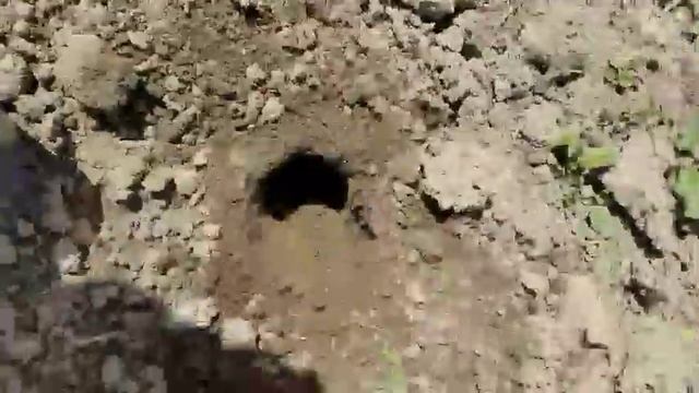 эксперимент. Картофель из ростков. Украина. Сарпо Мира. 2021. част 4 смотреть онлайн