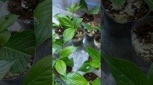 Летнее черенкование вейгелы.Результат