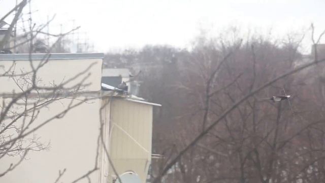 Сороки строят гнездо, разбирая старое смотреть онлайн