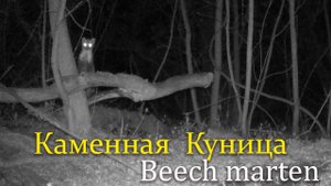 Каменная куница в лесу / Beech marten