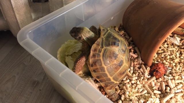 Черепаха спаривается с капустой Teenage mutant ninja Turtle fuck cabbage TMNT смотреть онлайн