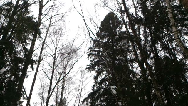 Мытищинский лесопарк зимой и моя снежная фигура арка