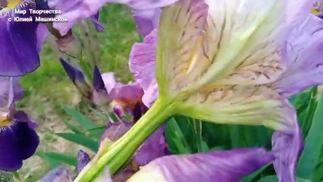 Фиолетовый Ирис из холодного фарфора вместе с живой натурой смотреть онлайн
