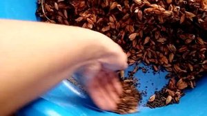 Семена. Самосбор семян сальвии