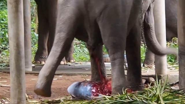 Слон Рожает Слоненка | Слон рожает в зоопарке вокруг посетителей смотреть онлайн