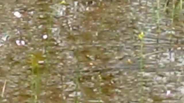 unique red Drosera filiformis in Florida смотреть онлайн