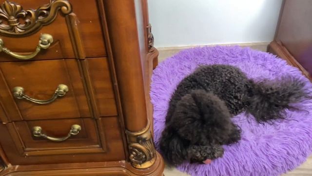 Tiffany kicks Africa off the bed. Тиффани выгоняет Африку с лежака. смотреть онлайн