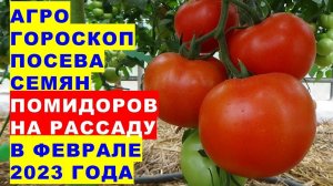 Агрогороскоп посадки помидоров в феврале 2023. Когда сеять семена томатов на рассаду в феврале 2023?