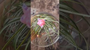 نبتة تيلاندسيا-Tillandsia