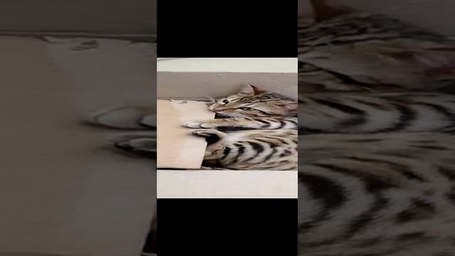 Бангальский котёнок