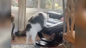 Забавные животные №43