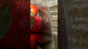 Китайская клубника