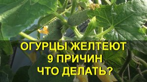 ОГУРЦЫ ЖЕЛТЕЮТ 9 ПРИЧИН, ЧТО ДЕЛАТЬ?