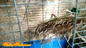 Снегирь начал ухаживать за самкой - Вопросы по разведению певчей птицы дома.