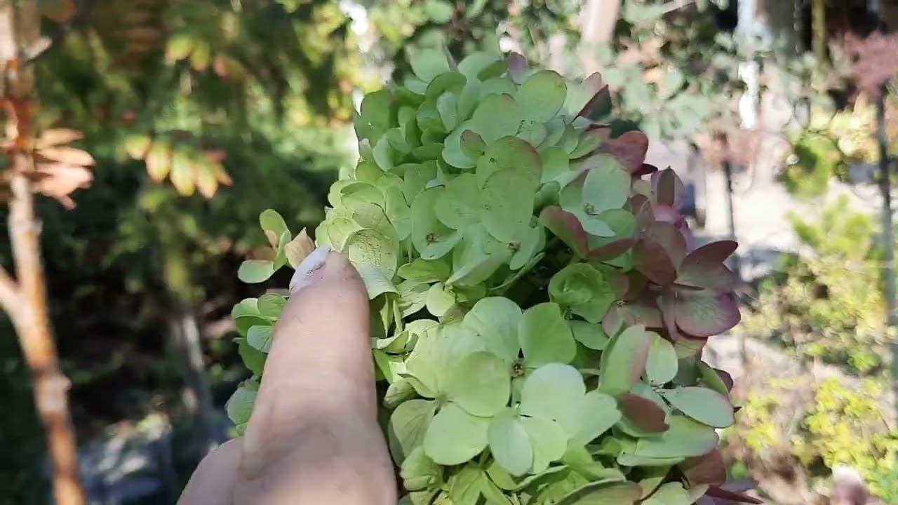 Красавица гортензия Пинки Промис. смотреть онлайн