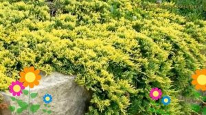 Можжевельник горизонтальный Голден Карпет. Краткий обзор juniperus horizontalis Golden Carpet