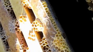 Клуб пчел на крайней рамке Сборка гнезда пчел на зиму