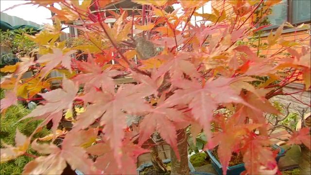 Краски осени 2020 бонсай на улице часть 2 Colors of autumn 2020 bonsai on the street part 2