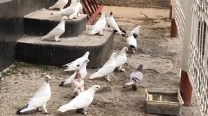 Таджикские голуби Улмаса из Пенджикета
