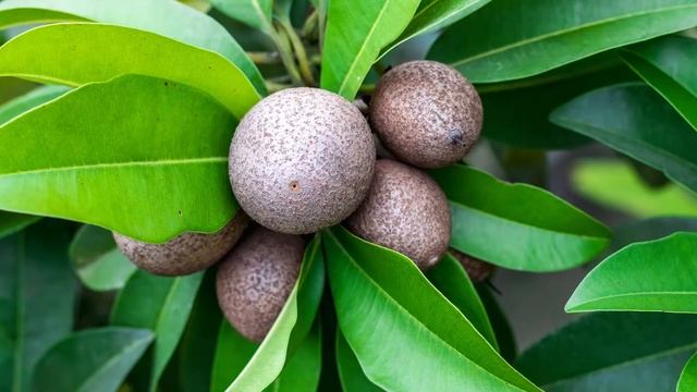 Экзотические фрукты, изучаем с детьми. Часть 3. Маракуйя, салак, момордика и другие необычные фрукт