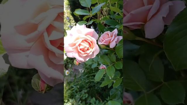 Роза Элизабет Стюарт.?♥️??Массад.Франция. смотреть онлайн