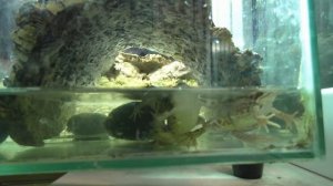 Кормление травяных лягушек сверчками