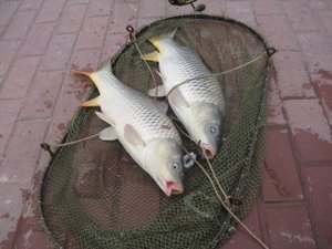 Нижняя Волга .Ловля сазанов на жмых.Июль 2021г.