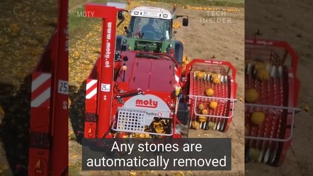 А як ви збираєте гарбузи? смотреть онлайн