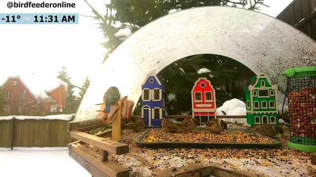 Кормушка для птиц онлайн / Bird feeder online