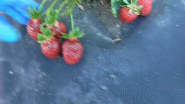 РУБИ де ЖАРДИН и РУБИ ДЖЕМ - два сорта клубники, "утопленники" весны 2021 года. смотреть онлайн