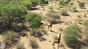 Africa Relax Music - Relaxing Chilling Music for Mind and Body - Drums, Bass, Marimba, Choir, Flute