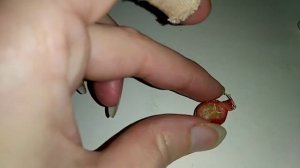 Созрели плоды кофе