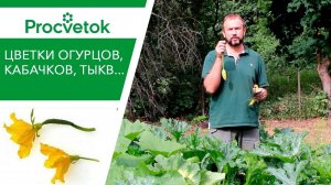 Огурцы - увеличиваем урожай. Женские цветки. Можно ли удалять мужские цветки (пустоцветы)?
