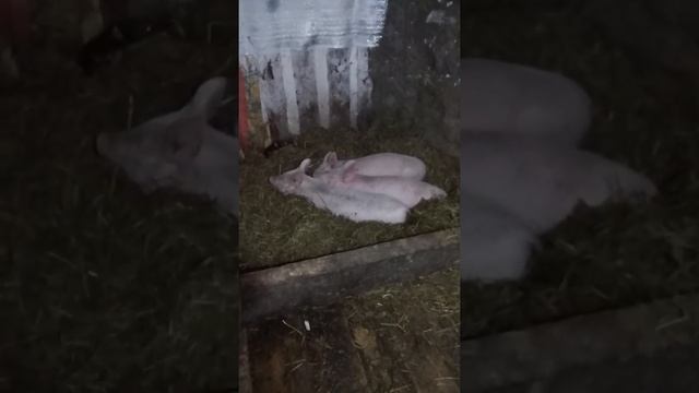 ПОРОСЯТА.ЛАНДРАС.КРУПНАЯ БЕЛАЯ