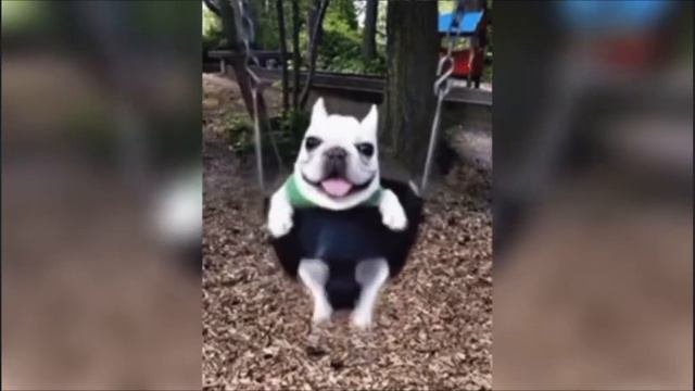 The Internet's Most Asked Questions Cute animals, Cute dogs, Funny dogs