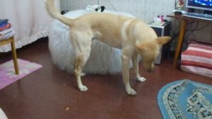 Собака бегает за своим хвостом