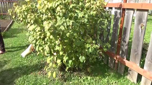 6 соток 10 сентября. В гости на соседние 12 соток. Обработала смородину, крыжовник и другие.. смотреть онлайн