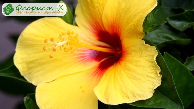 ? Болезни гибискуса и вредители и борьба с ними смотреть онлайн