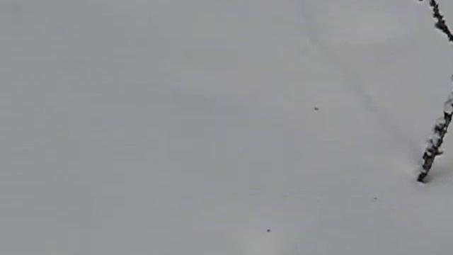 Следы соболя. Зимние маршрутные учеты. Весна 2019. смотреть онлайн