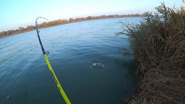 Рыбалка р. Дунай 2021 г.Вилково (лимба). В погоне за дикими трофеями! смотреть онлайн