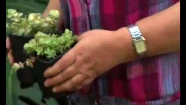 Сад и огород Почвопокровные растения смотреть онлайн