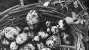 Завод - селу, 1961.