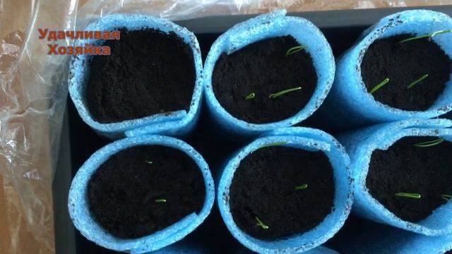 Лук порей.Как растет рассада?Эксперимент продолжается! смотреть онлайн