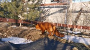 Много УРУРУ и ХЕХЕХЕ лис Альф и Василиса
